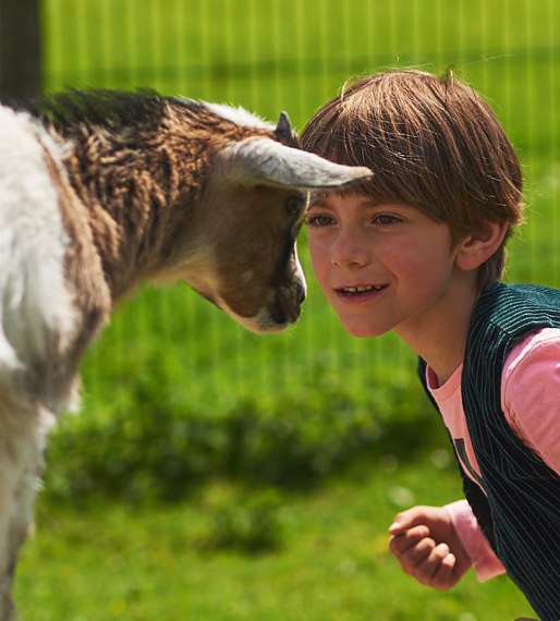 Ziege und Junge beim Spielen