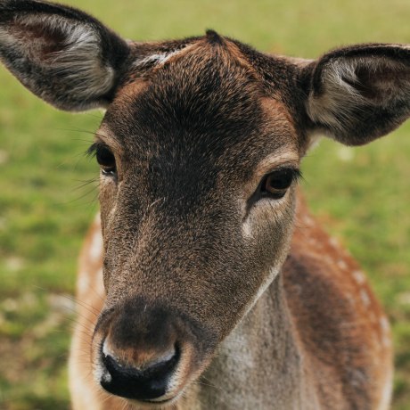 Unser Wild ist neugierig auf seine Besucher