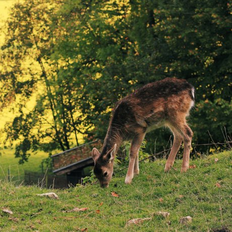 Unser Wildgehege im Goldenen Herbst