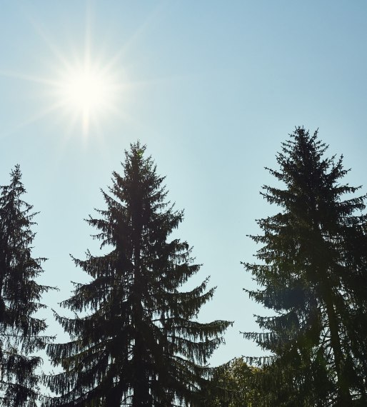 Hohe Tannen, grüne Wiesen. Erlebt einen schönen Familienausflug in der Natur