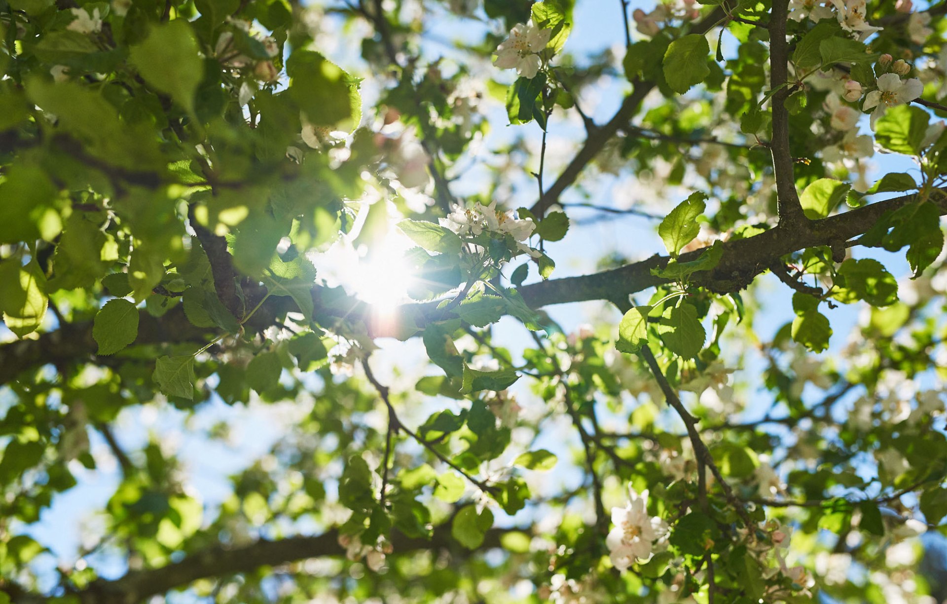 märchenhaft ist unser Park im Frühling märchenhaft ist unser Park im Frühling