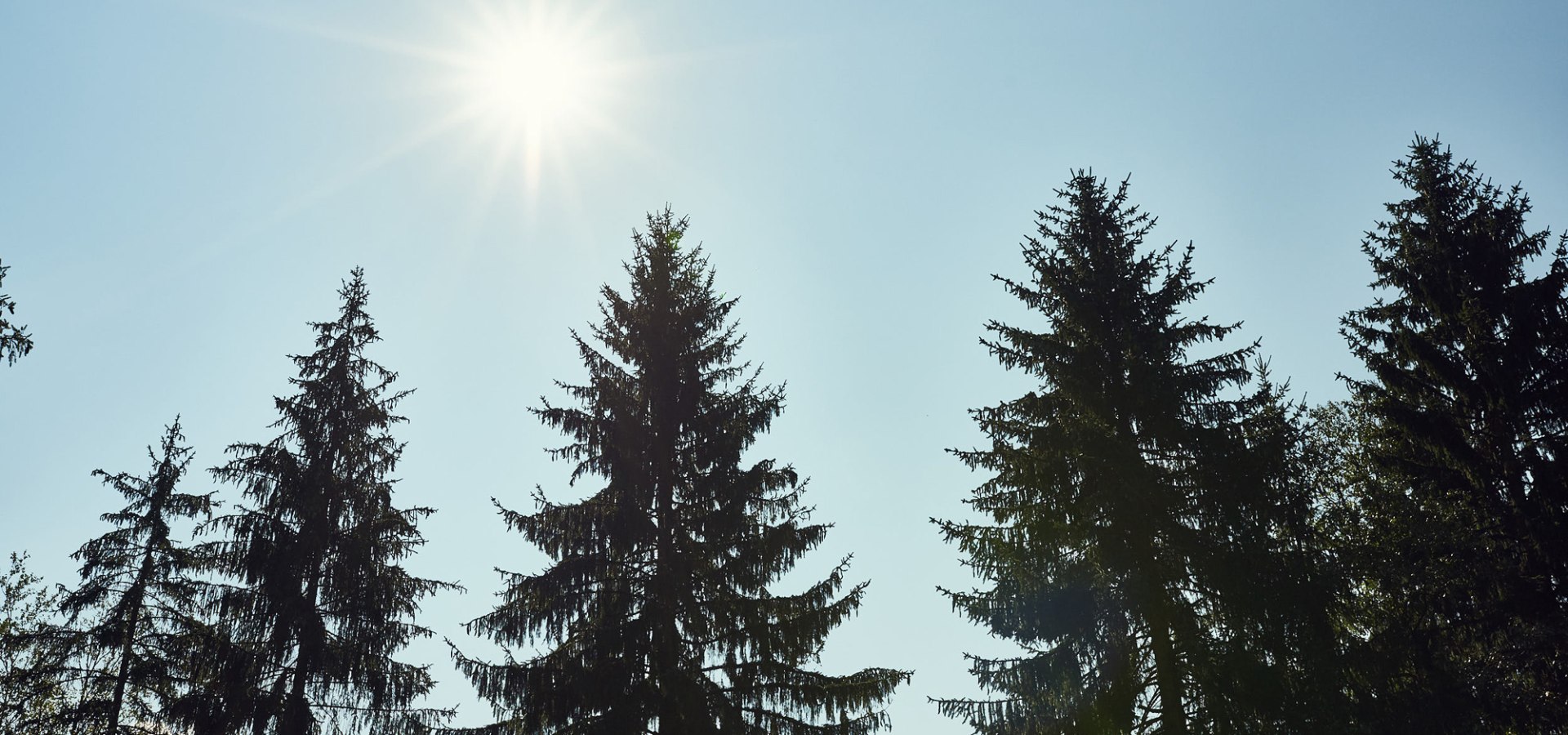 Hohe Tannen, grüne Wiesen. Erlebt einen schönen Familienausflug in der Natur