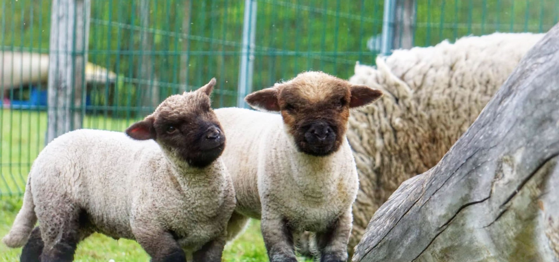 ganz neugierig ist unser Schafnachwuchs