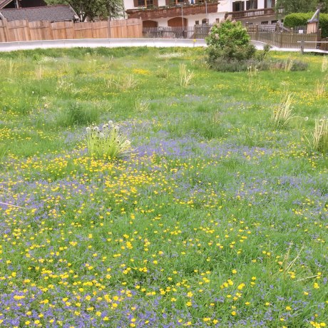 Da freuen sich die Bienen, hier können sie viel sammeln