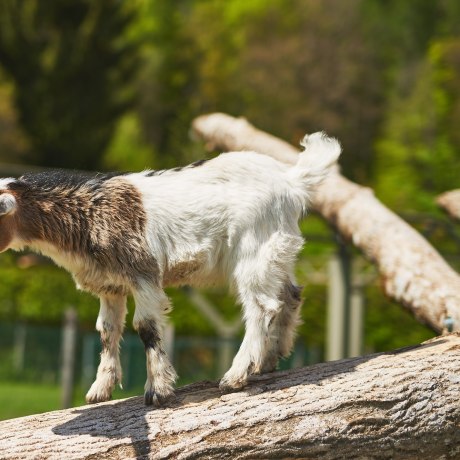 Our little goats in the petting zoo are very adventurous