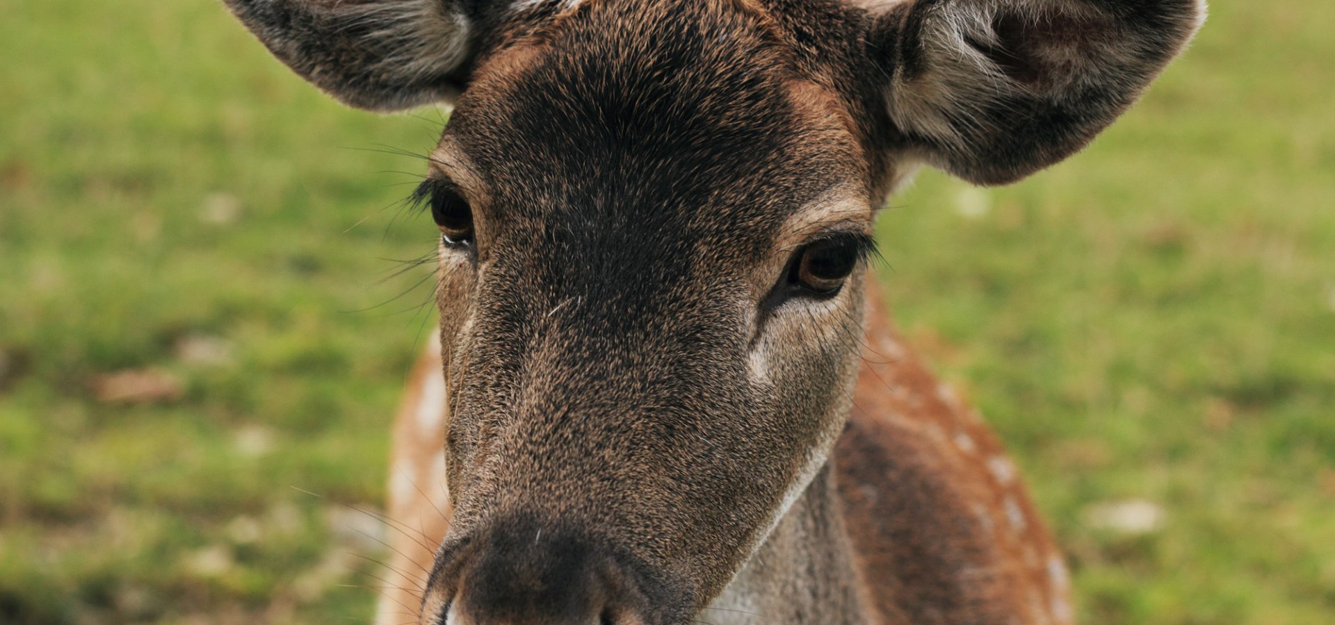 Unser Wild ist neugierig auf seine Besucher