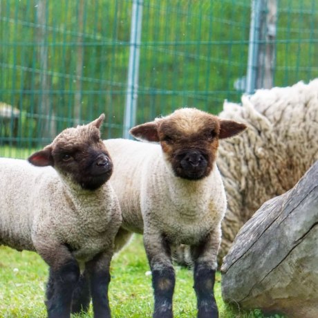 ganz neugierig ist unser Schafnachwuchs
