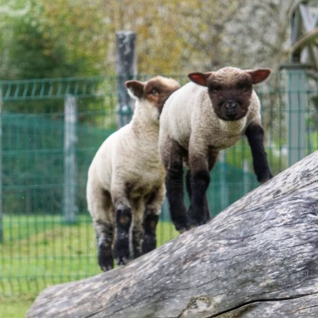 Klettern Schafe? Unsere schon